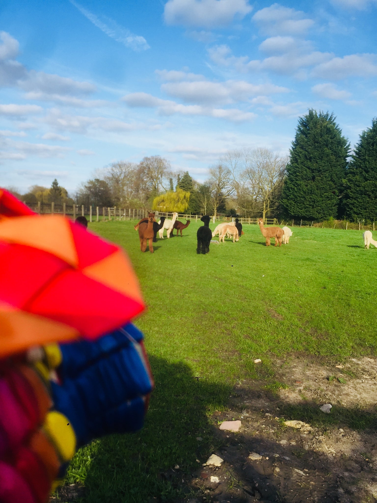 Mes fous voisins... les Alpagas ! / Mis vecinas locas... las Alpacas